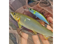 Fenwick WCV58SUL-5J "Micro Precision"