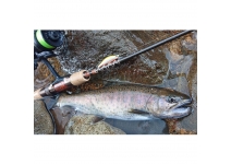 Fenwick GFS49SUL-2J Hunt Up