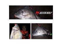 Daiwa Silver Wolf  MX 78MLB