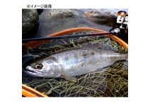 Huerco Yamanami Shoten YS408-5C