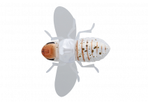 Jackal Bug Dog White White Hitori